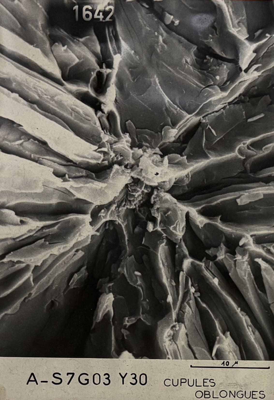 SEM JEO 003 JEOL JSM 6490LV Scanning Electron Microscope Image 1642 Regen Microscopy used second hand electron microscope for sale