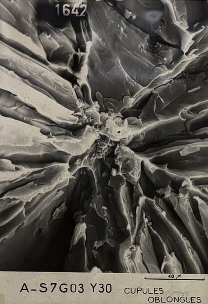 SEM JEO 003 JEOL JSM 6490LV Scanning Electron Microscope Image 1642 Result Regen Microscopy used second hand electron microscope for sale