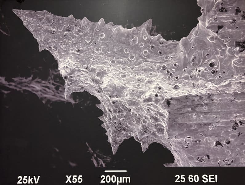 SEM JEO 003 JEOL JSM 6490LV Scanning Electron Microscope Image 25kV Regen Microscopy used second hand electron microscope for sale